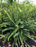 10" Fern Kimberly Queen